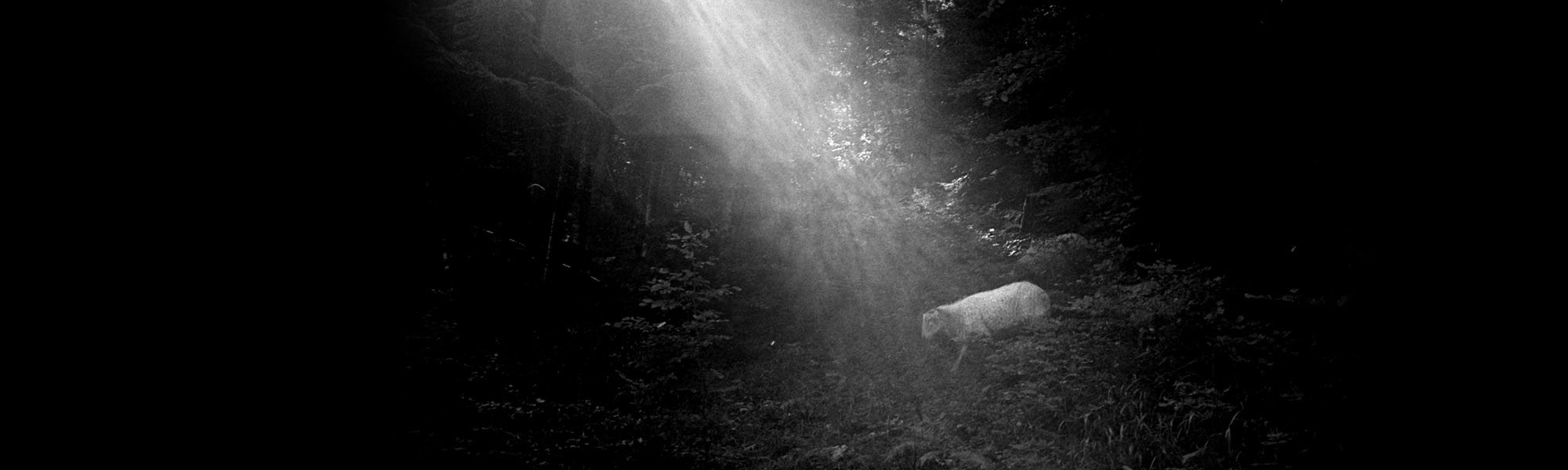 La nature de l'homme - Sylvain Ferrari